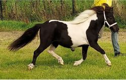 super bonte stamboek merrie 