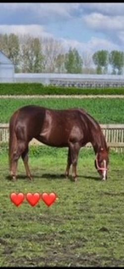 Knappe, leuke en super bewegende merrie 