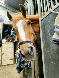 Te Koop: Bomproof Merrie