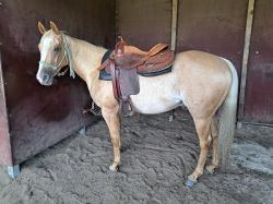 Prachtige palomino ruin 