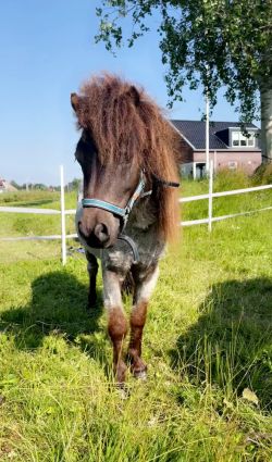 Lieve 2 jarige Shetland hengst papier