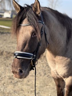 Gave E pony merrie prachtige kleur! 😍